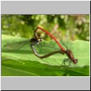 Pyrrhosoma nymphula - Fruehe Adonisjungfer 16.jpg